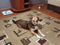 Собачка в добрые руки, фотография 2