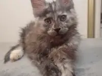 Малышка Мейн Кун, фотография 2