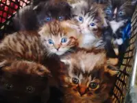 Вислоухие котята, фотография 2