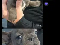 Французский бульдог, фотография 2
