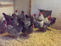 Куры несушки доставка по району