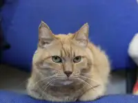Симбочка чудесный рыжий котик ищет дом и семью!