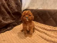 Щенки мальтипу