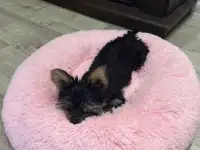 Отдаю в добрые руки, фотография 5