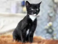 Котята в дар. Бесплатно в хорошие руки, фотография 3