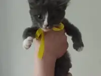 Отдам котят в добрые руки, фотография 2