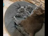 Котята, фотография 2