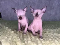 Кошечки канадского сфинкса, фотография 4