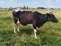 Продам доиную стельную корову, оттел будет в конце ноября начало декабря.