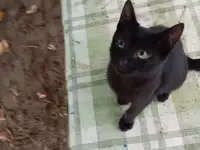 Котенок в дар, фотография 8