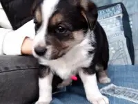 Щенки 
