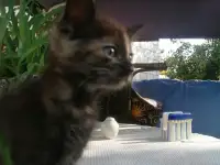 Котенок уникальной расцветки, фотография 7