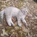 Шотландский вислоухий котенок, фотография 3
