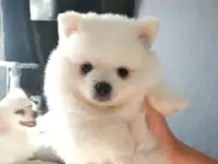 Щенки шпица