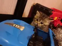 Шотландские котята, фотография 3