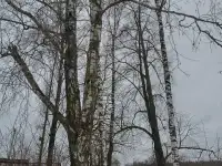 Участок 20 соток под дом., фотография 4
