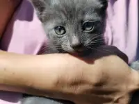 Забавные котята ищут добрые руки, фотография 9
