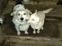 Отдам верную собачку, которая не умеет петь