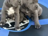 щенки кане корсо, фотография 2