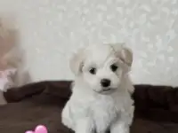 Щенки мальтезе, фотография 4