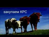 Закупаем КРС