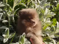 Шпиц немецкий малый, фотография 6