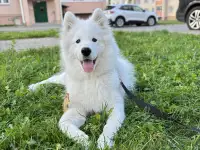Щенок самоедской лайки 5 месяцев