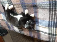 Котята, мальчики, фотография 2
