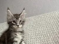 Котенок мейн кун, фотография 5