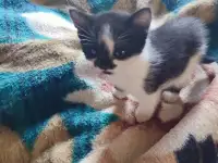 Отдам котят, фотография 2