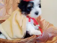 Роскошный мальчик Маркиз- бивер йоркширский терьер с отличной родословной., фотография 2