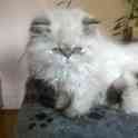 персики котята, фотография 7