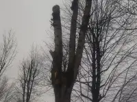 Удаление деревьев, фотография 3