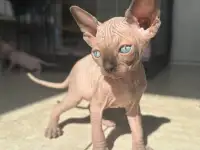 Котята канадского сфинкса, фотография 5