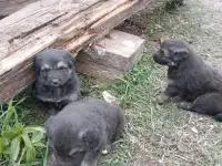 SOS, фотография 2