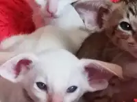 Ориентальная кошка, фотография 4