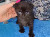 Шотландские котята, фотография 3