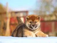 Красивые мальчики сиба шиба ину, фотография 6