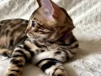 Бенгальские котята, фотография 4