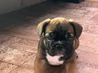 Щенок Французского бульдога
