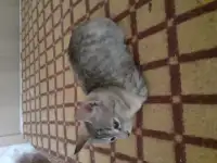 Котята, фотография 2