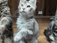 Мейн кун, фотография 2