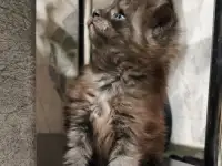 Котята Мейн-кун девочки, фотография 10