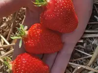 Саженцы клубники сорт Сандра