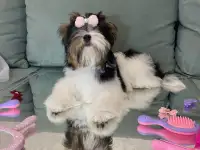 бивер девочка