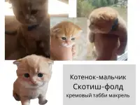Продам шотландских  котят, фотография 4