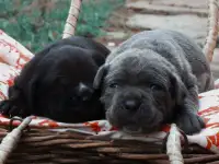Щенки Кане Корсо, фотография 3