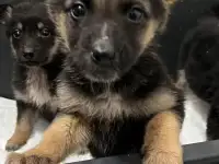 Чудные щенки в хорошие руки