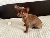 Домашние питомцы, фотография 3