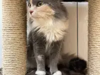 Трёхцветная кошечка Эльза ищет дом и любящую семью!